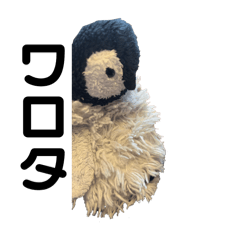 penguin_20250130144942