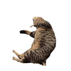 ㄇㄧㄠㄇㄧ