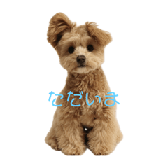 mimi_20250130154617