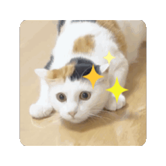 nagi_20250130200146