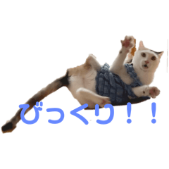 nagi_20250130182554