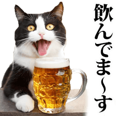 a drinking cats