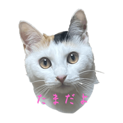保護猫たまのスタンプです