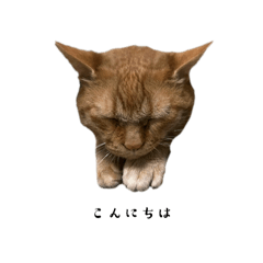 Moo_20250130175832