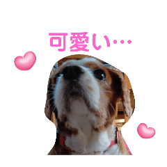 くりさんの日常スタンプ2