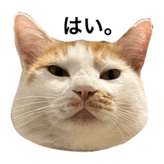 kusaneko