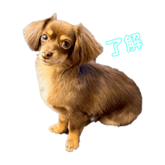 puppy_pepe