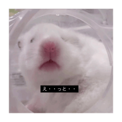 komedau_20250130201913