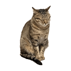 迪迪cat