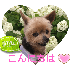HINA_20250130222750