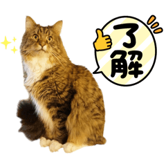 shinjii_20250131104945