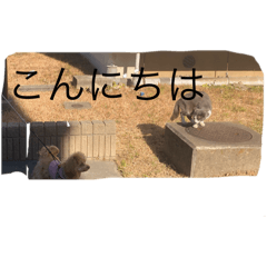 akira_20250130211853