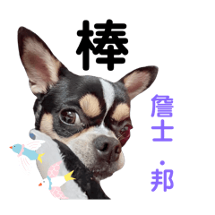 快樂吉娃娃生活貼圖