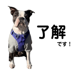 dog05050326