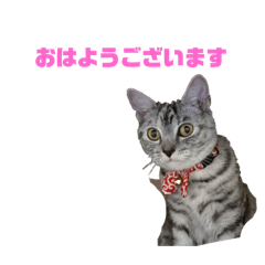 Ryuki_20250131161023