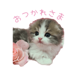 mayu_20250131160203