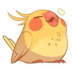 Winky - the angry cockatiel