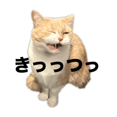 potato_20250131233134