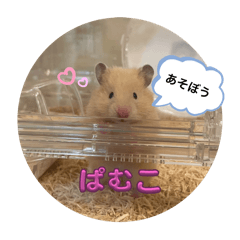 APPLE_20250131234227