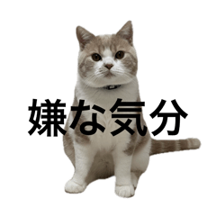 ai_20250201000434