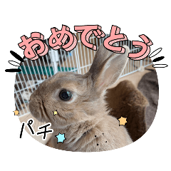 RabbitMimi