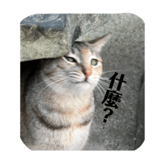 阿咪專屬貼圖