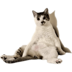 條皮搗蛋過日子2.0