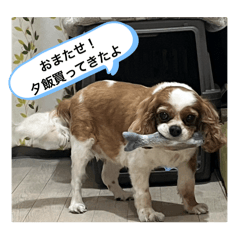Komachi_20250131184346