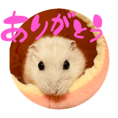 piko_20250131203850