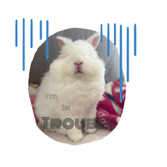Saz the bunny