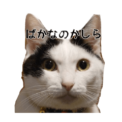 neko_20250201141418