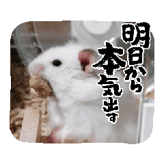 aoi_20250201214541