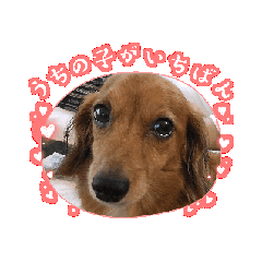 Dachs love