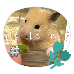 Maple_20250201152427
