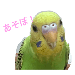 pin_20250201173616