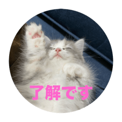 mayumi_20250201174409