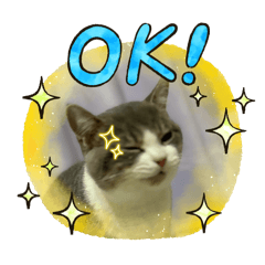 Miya ya The Cat