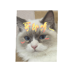 笨笨敲與小鋼砲