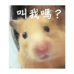 老鼠與狗