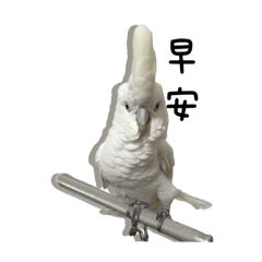 阿寶是一隻鸚鵡