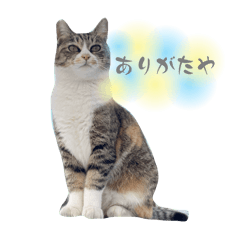 maki_20250201203638