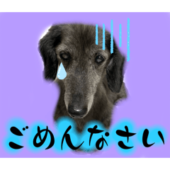 li_20250201204437