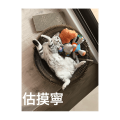 謝奧迪的日常對話
