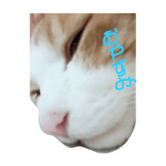 mi_20250201165744
