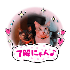 saya_20250201234624