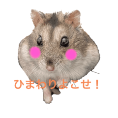 Ako_20250202113502