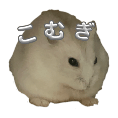 KOMUGIkuun