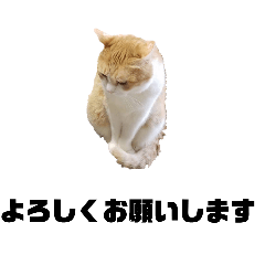 K'sCat