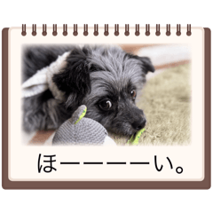 Miho_20250202022720
