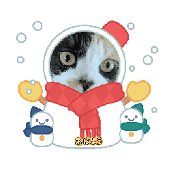 beautiful cat conachan